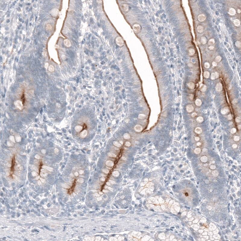 Staining of human duodenum shows strong membranous positivity in glandular cells.