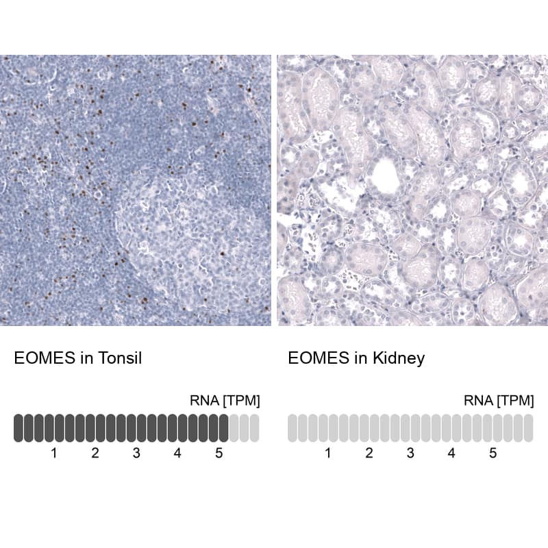 Analysis in human tonsil and kidney tissues using NBP3-44156 antibody. Corresponding EOMES RNA-seq data are presented for the same tissues.