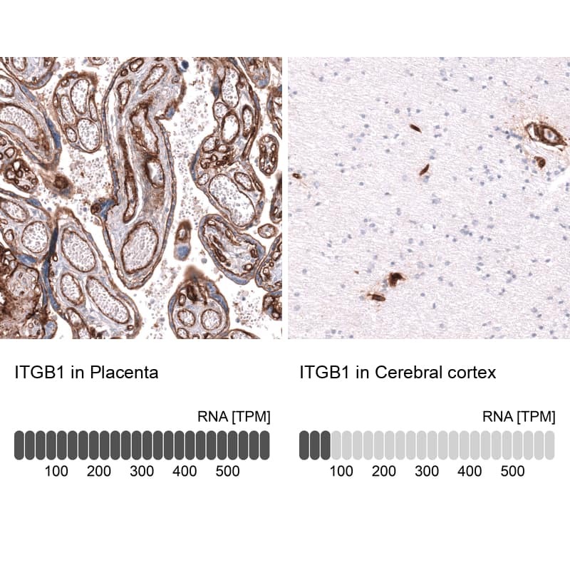 Analysis in human placenta and cerebral cortex tissues using NBP3-44158 antibody. Corresponding Integrin beta 1/CD29 RNA-seq data are presented for the same tissues.