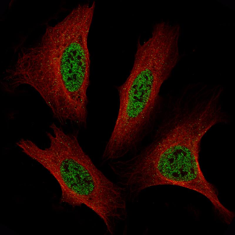 Staining of U2-OS cells, showing specific staining in nucleoplasm in green. Microtubule probes are visualized in red (where available).