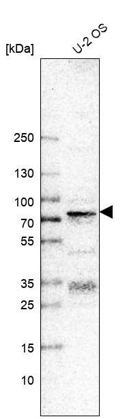 Analysis in human cell line U-2 OS.