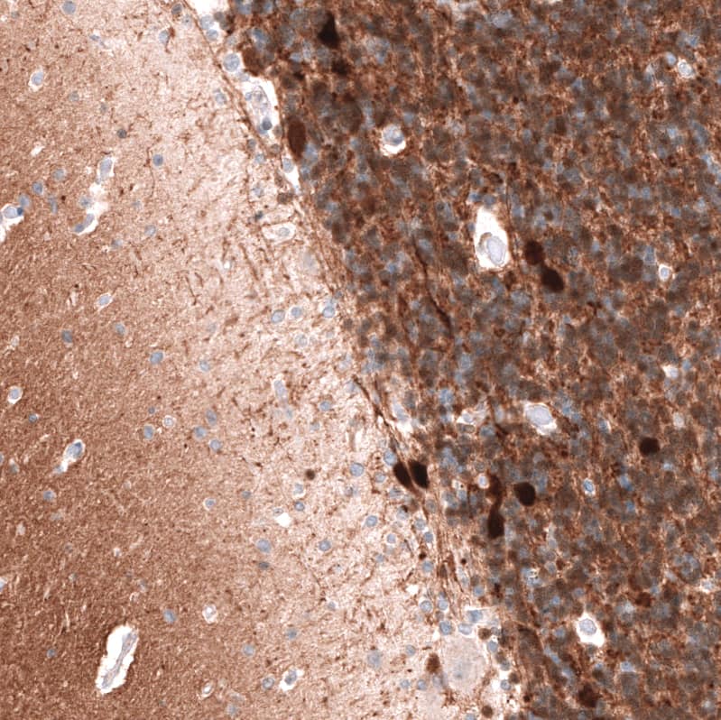 Staining of human cerebellum shows moderate to strong cytoplasmic positivity in cells in granular layer.