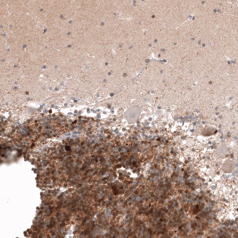 Staining of human cerebellum shows moderate to strong positivity in granular layer cells.