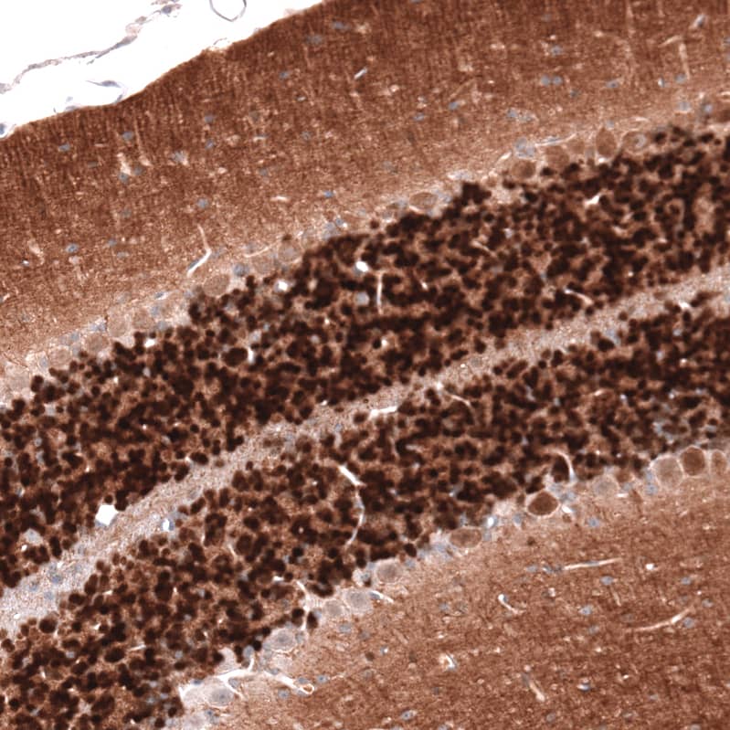 Staining of mouse cerebellum shows strong cytoplasmic positivity in cells in granular layer.