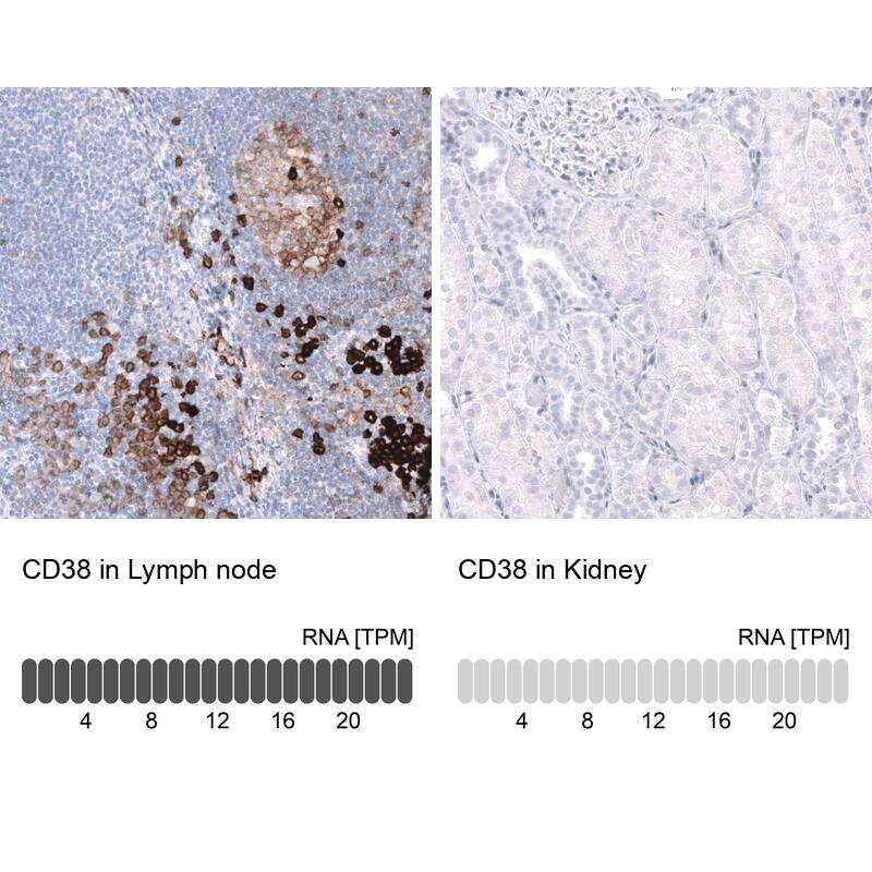 Analysis in human lymph node and kidney tissues using NBP3-44170 antibody. Corresponding CD38 RNA-seq data are presented for the same tissues.