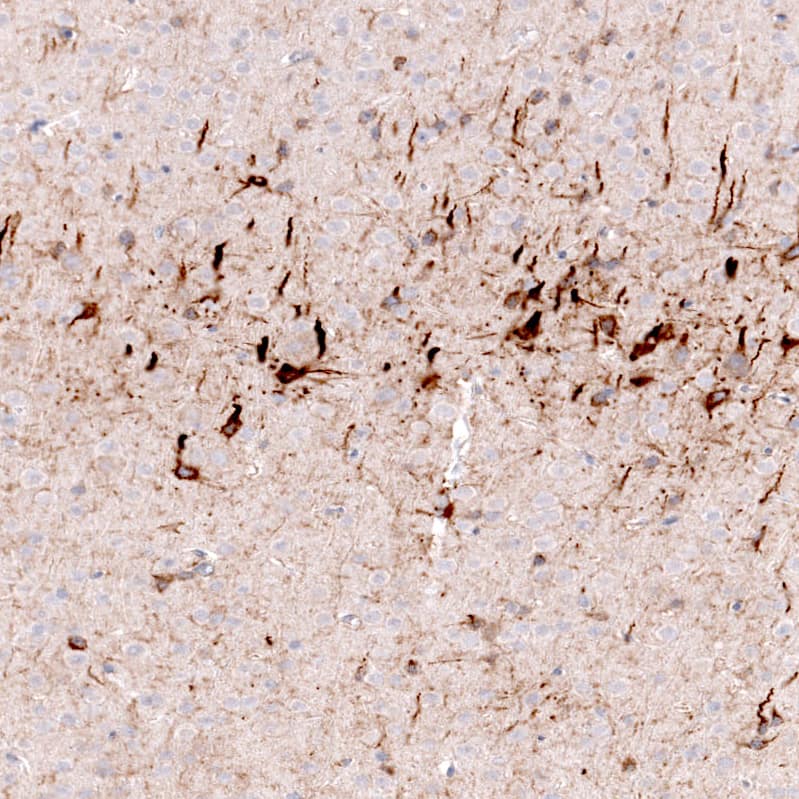 Staining of mouse cerebral cortex shows strong cytoplasmic positivity in neurons.