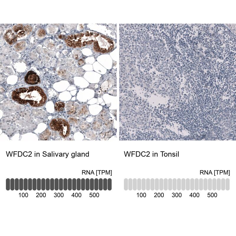 Analysis in human salivary gland and tonsil tissues using NBP3-44175 antibody. Corresponding HE4/WFDC2 RNA-seq data are presented for the same tissues.