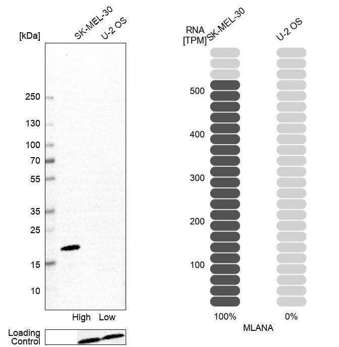 Analysis in human cell line SK-MEL-30 and human cell line U-2 OS.