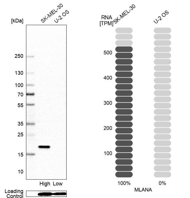 Analysis in human cell line SK-MEL-30 and human cell line U-2 OS.