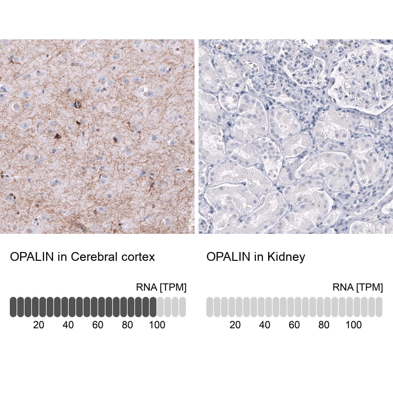 Analysis in human cerebral cortex and kidney tissues using NBP3-44178 antibody. Corresponding OPALIN RNA-seq data are presented for the same tissues.