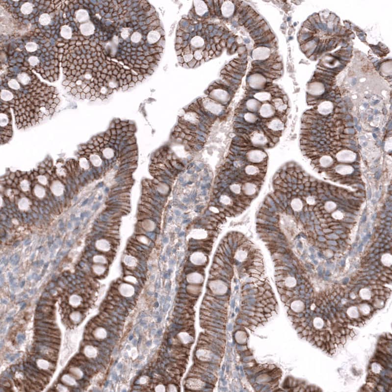 Staining of human duodenum shows strong membranous positivity in glandular cells.