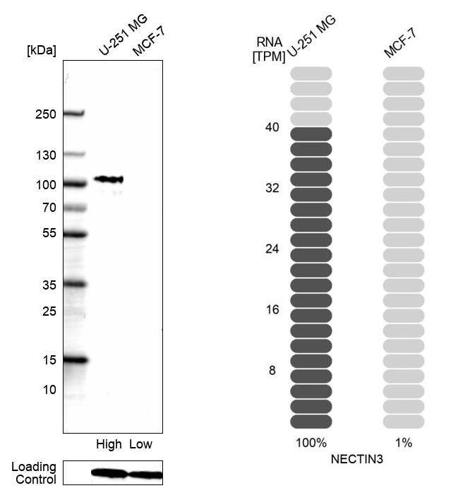 Analysis in human cell lines U-251MG and MCF-7 using Anti-Nectin-3/PVRL3 antibody. Corresponding Nectin-3/PVRL3 RNA-seq data are presented for the same cell lines. Loading control: Anti-GAPDH.