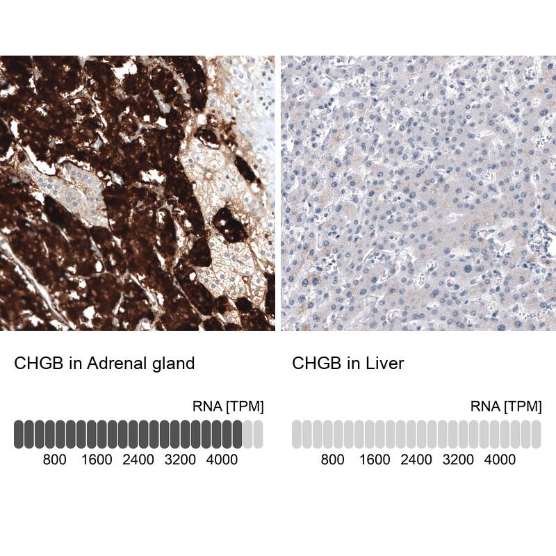 Analysis in human adrenal gland and liver tissues using NBP3-44183 antibody. Corresponding Chromogranin B RNA-seq data are presented for the same tissues.