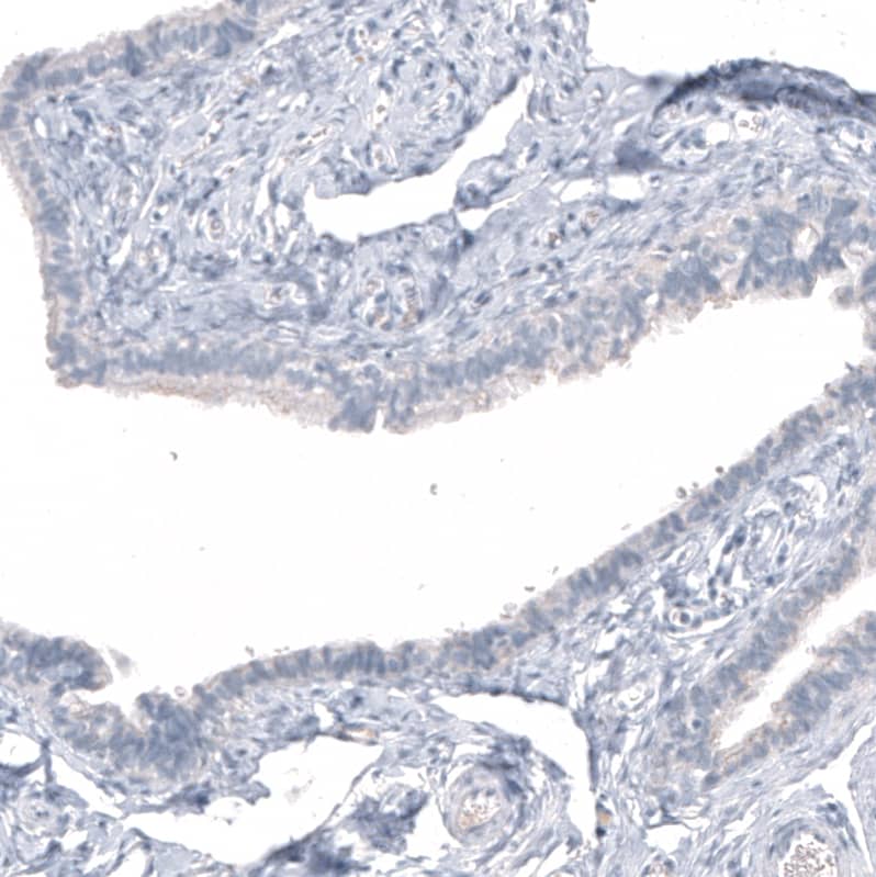 <b>Orthogonal Strategies Validation. </b>Staining of human fallopian tube shows no positivity in glandular cells as expected.
