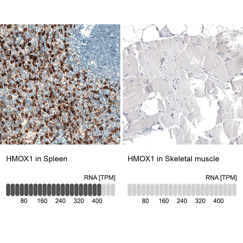Analysis in human spleen and skeletal muscle tissues using NBP3-44184 antibody. Corresponding HO-1/HMOX1/HSP32 RNA-seq data are presented for the same tissues.