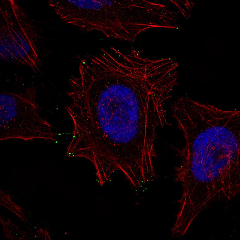 Immunofluorescence staining of HeLa cells using the Anti-MYO10 monoclonal antibody, showing specific staining at the tips of filopodia in green. Actin- and nuclear probes are visualized in red and blue, respectively (where available).