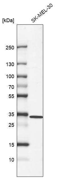 Analysis in human cell line SK-MEL-30.