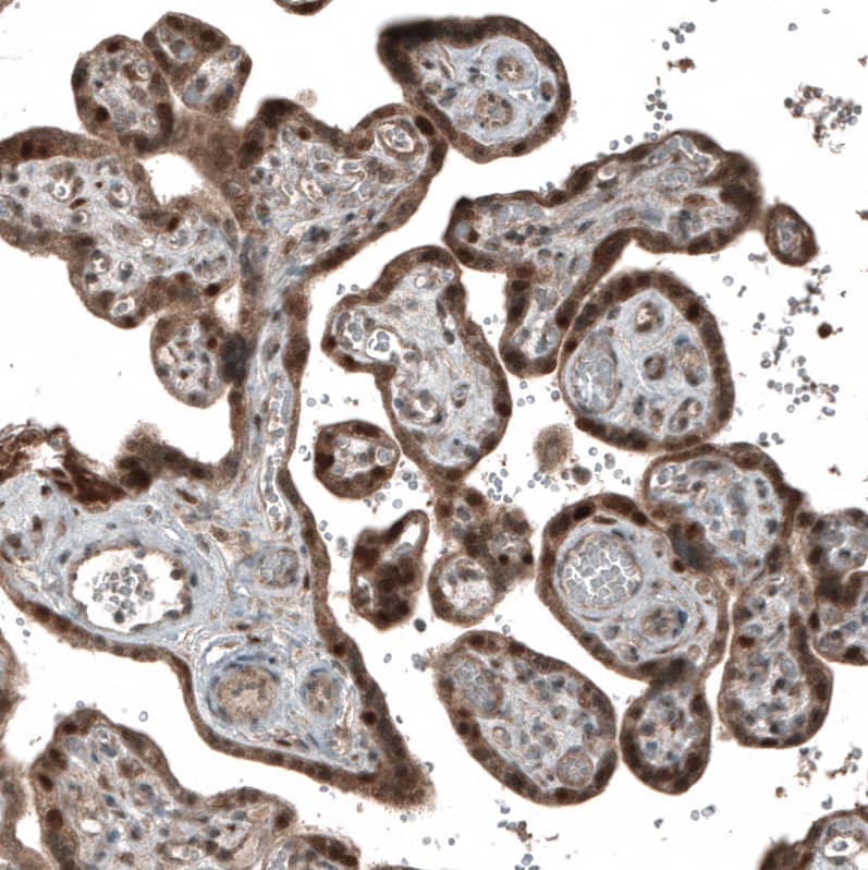 Staining of human placenta shows strong nuclear positivity in trophoblastic cells.