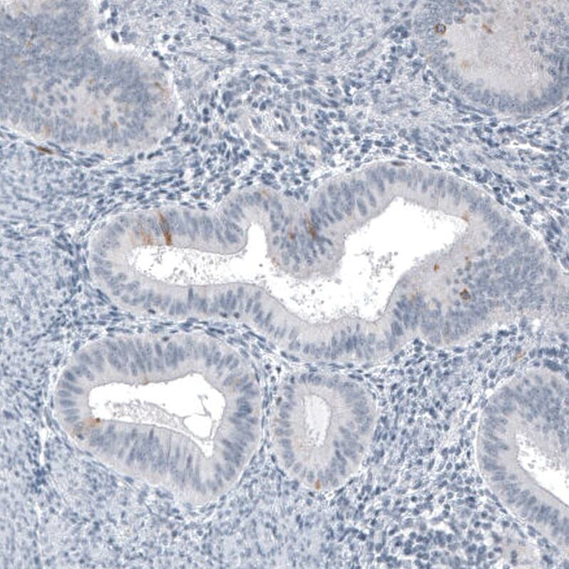 Staining of human endometrium shows very weak cytoplasmic positivity in glandular cells as expected.