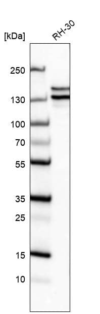 Analysis in human cell line RH-30.