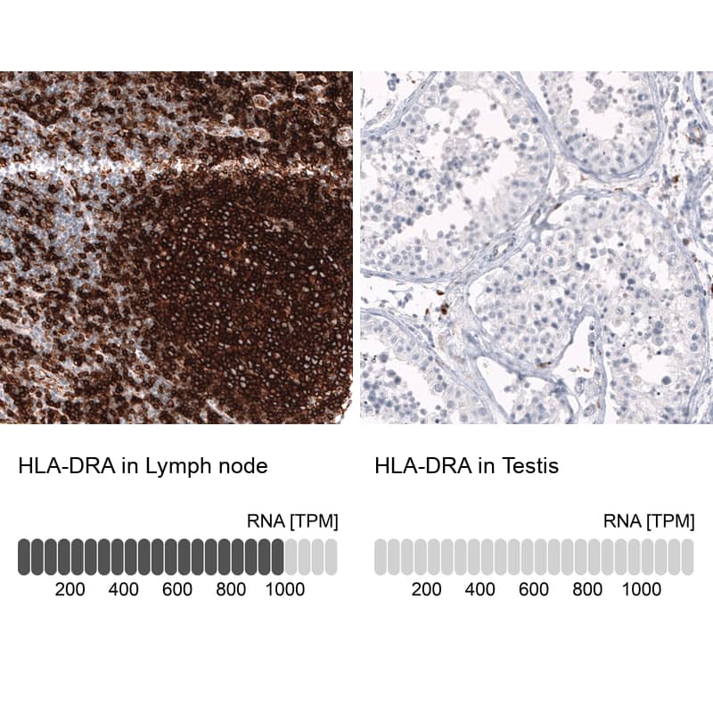 Analysis in human lymph node and testis tissues using NBP3-44200 antibody. Corresponding HLA DRA RNA-seq data are presented for the same tissues.
