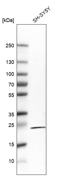 Analysis in human cell line SH-SY5Y.