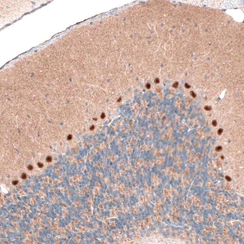 Staining of mouse cerebellum shows strong nuclear positivity in Purkinje cells.