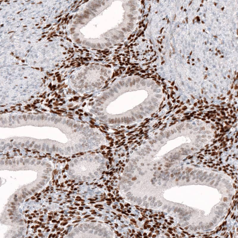 Staining of human endometrium shows nuclear immunoreactivity in glandular and stromal cells.