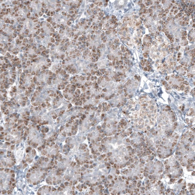 <b>Orthogonal Strategies Validation. </b>Staining of human pancreas shows moderate granular cytoplasmic positivity in exocrine glandular cells.