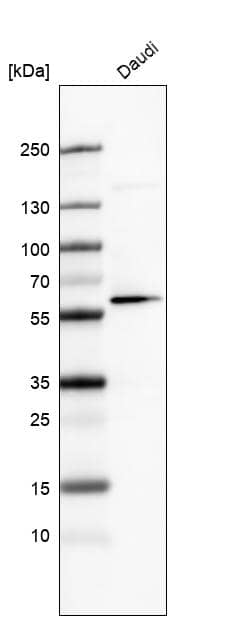 Analysis in human cell line Daudi.