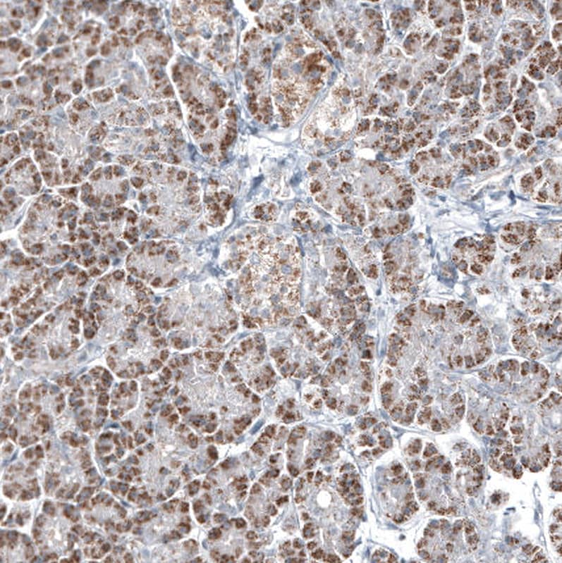 Staining of human pancreas shows moderate granular cytoplasmic positivity in exocrine glandular cells.