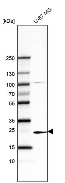 Analysis in human cell line U-87 MG.