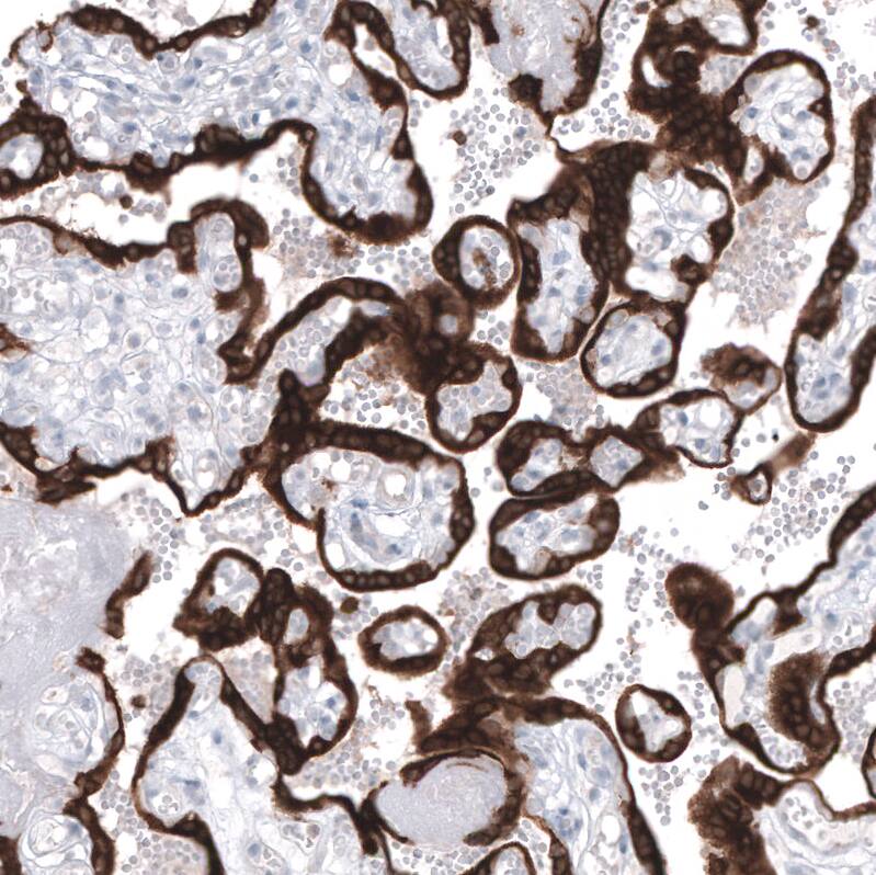 Staining of human placenta shows strong cytoplasmic positivity in trophoblastic cells.