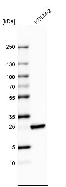 Analysis in human cell line HDLM-2.