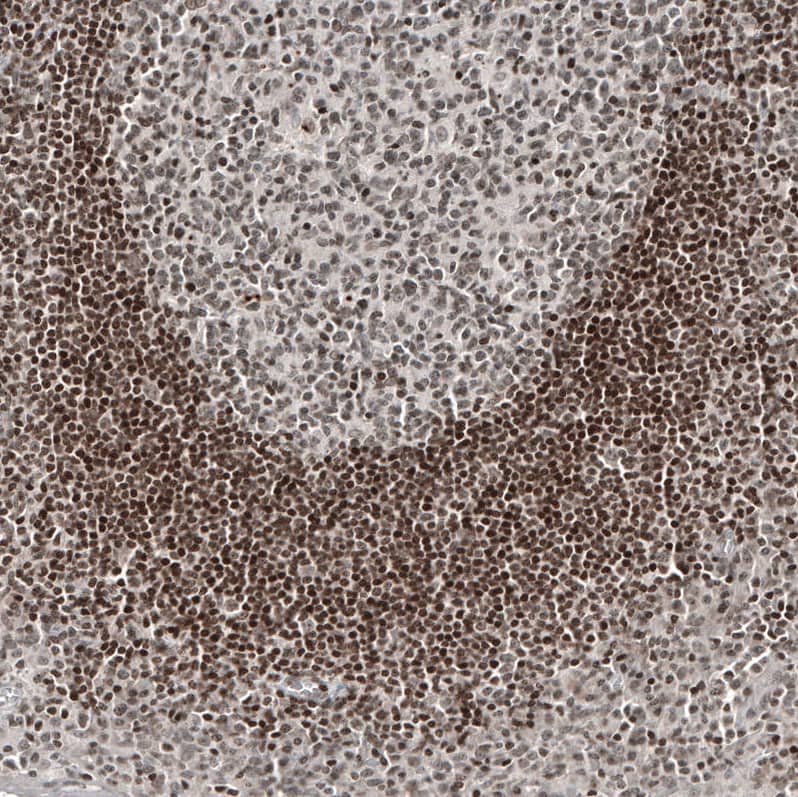 Staining of human tonsil shows strong nuclear positivity in non-germinal center cells.