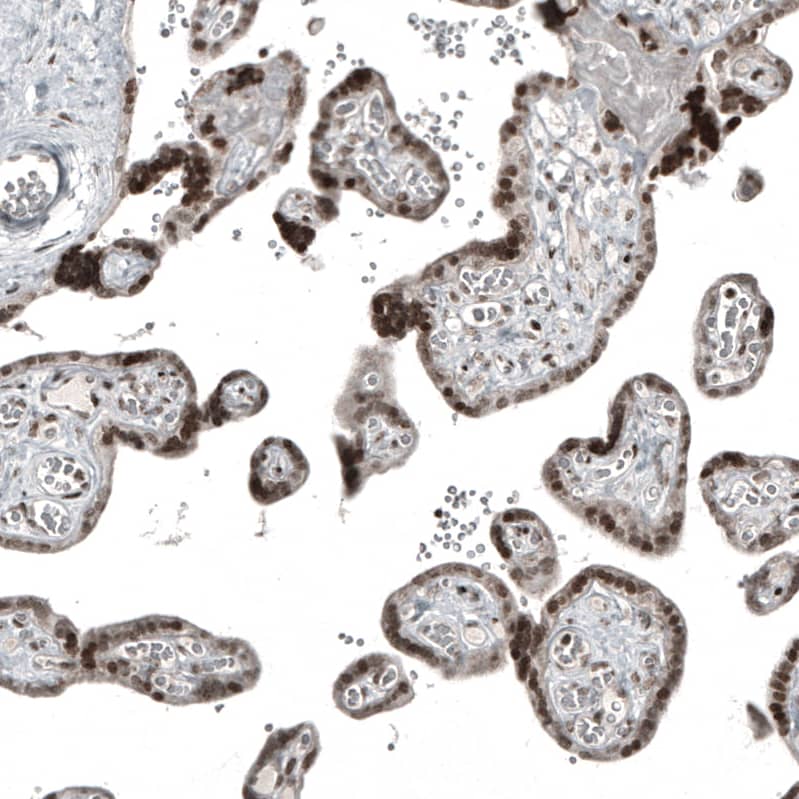 Staining of human placenta shows moderate to strong nuclear positivity in trophoblastic cells.