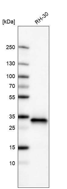 Analysis in human cell line RH-30.