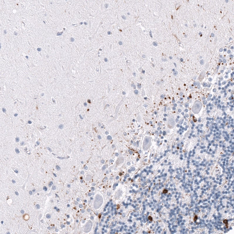 <b>Orthogonal Strategies Validation. </b>Staining of human cerebellum shows strong cytoplasmic positivity in oligodendrocytes.