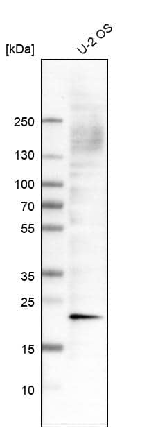 Analysis in human cell line U-2 OS.