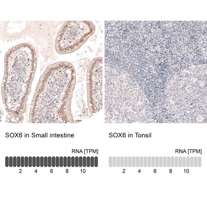 Immunohistochemistry-Paraffin SOX6 Antibody (CL5690) - Azide and BSA Free