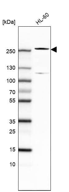 Analysis in human cell line HL-60.