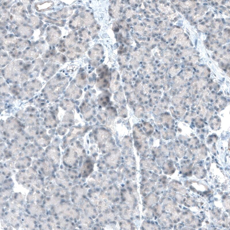 Staining of human pancreas shows no nuclear positivity in exocrine glandular cells as expected.
