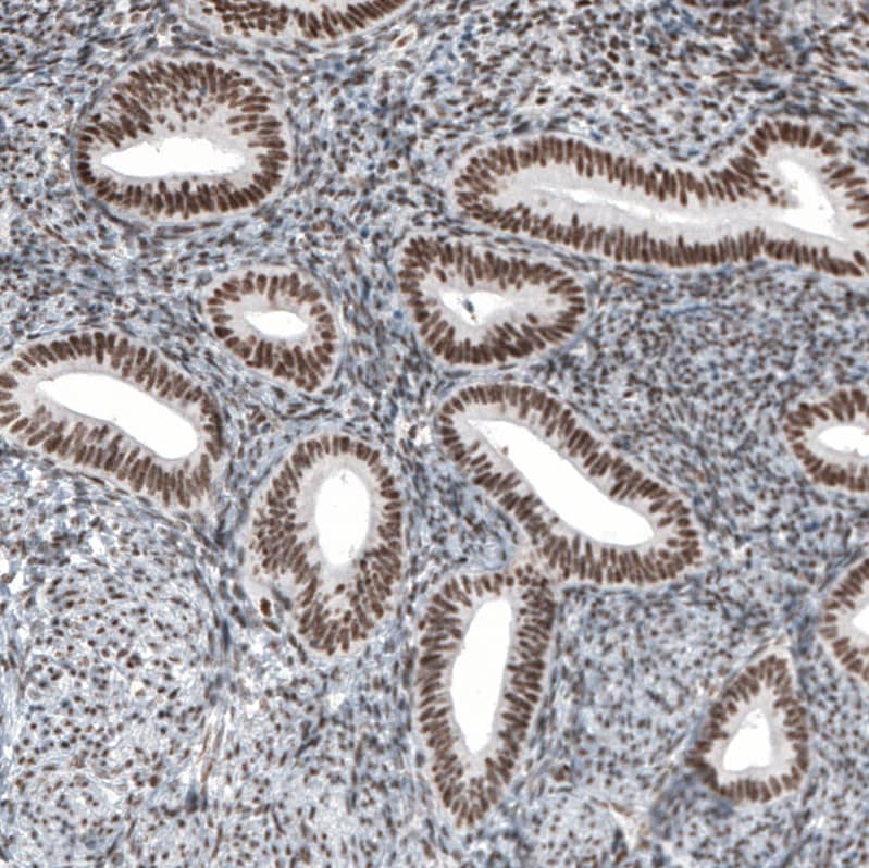 Staining of human endometrium shows moderate nuclear positivity in glandular cells.