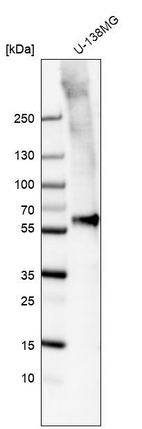 Analysis in human cell line U-138MG.