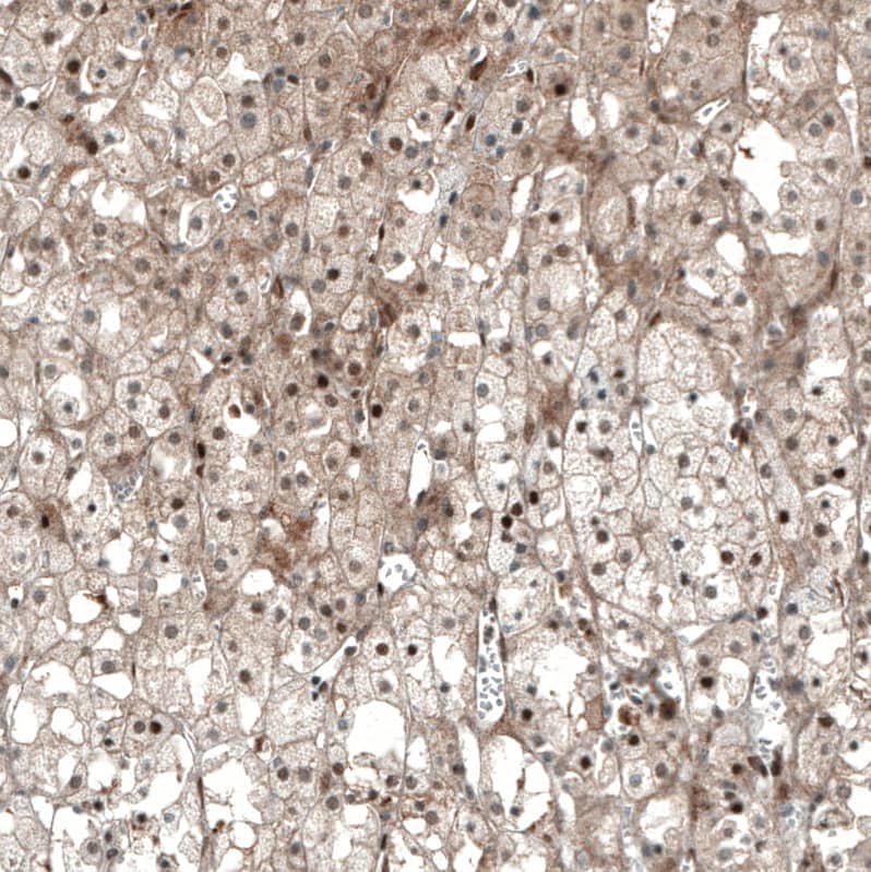 Staining of human adrenal gland shows moderate nuclear positivity in glandular cells.