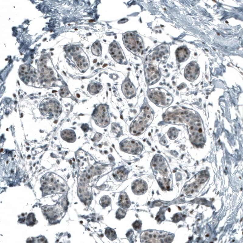 Staining of human breast shows weak to moderate nuclear positivity in glandular cells.