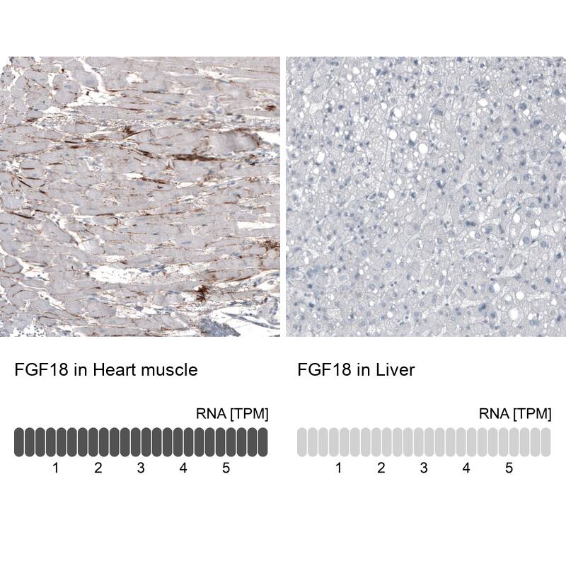Analysis in human heart muscle and liver tissues using NBP3-44231 antibody. Corresponding FGF18 RNA-seq data are presented for the same tissues.