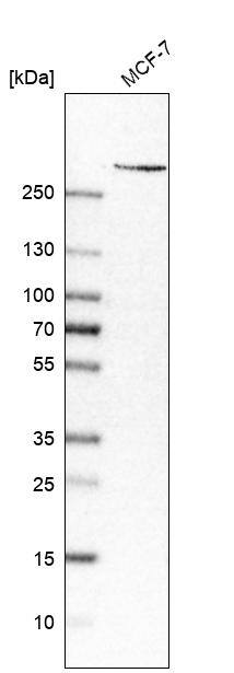 Analysis in human cell line MCF-7.