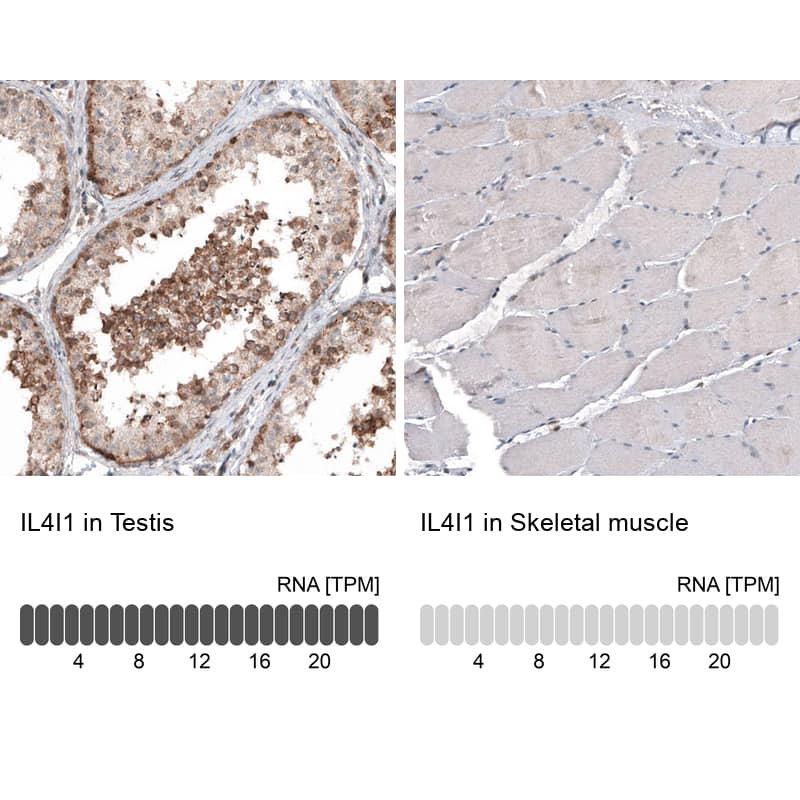Analysis in human testis and skeletal muscle tissues using NBP3-44235 antibody. Corresponding IL-4I1 RNA-seq data are presented for the same tissues.