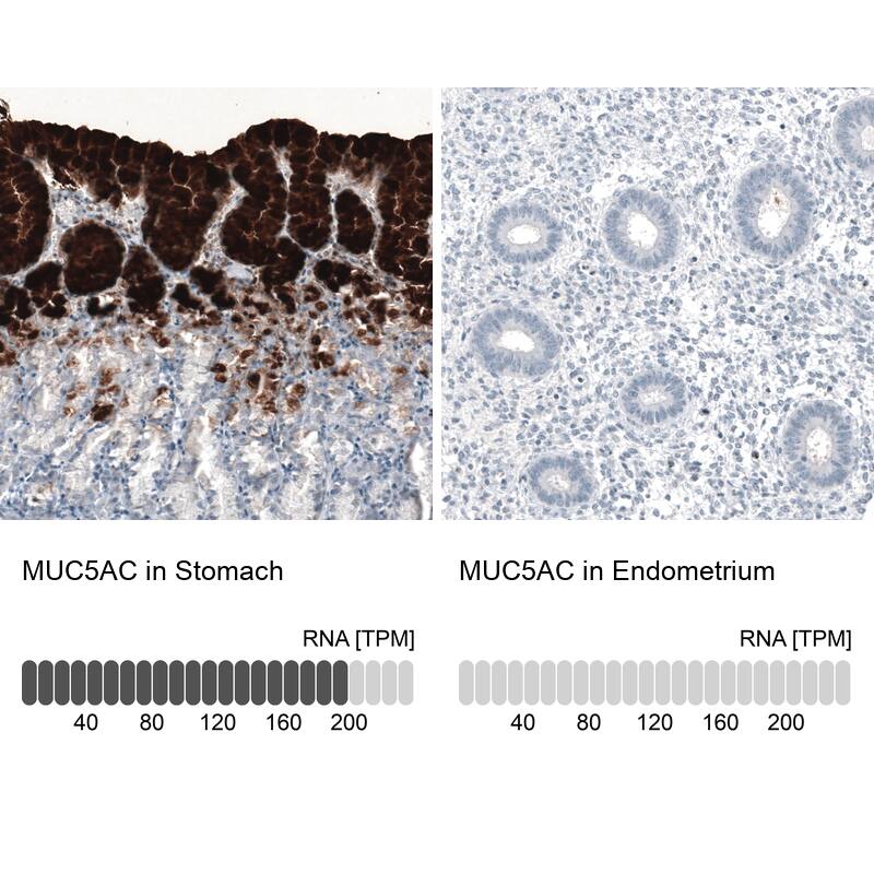 Analysis in human stomach and endometrium tissues using NBP3-44238 antibody. Corresponding MUC5AC RNA-seq data are presented for the same tissues.